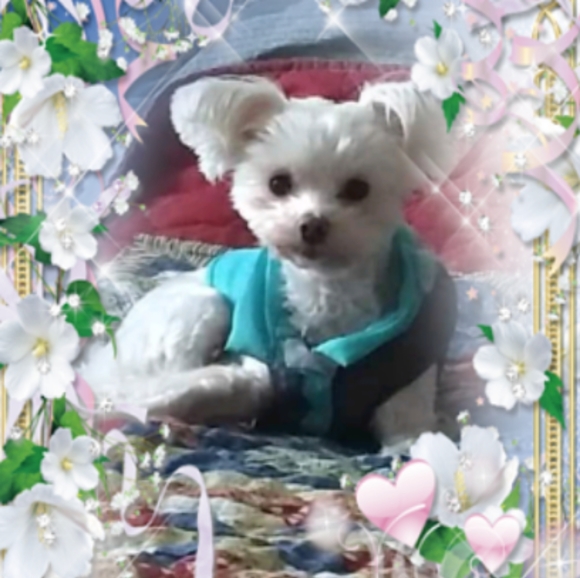 Posher, Ingrid Posh Ambassador - Picture 11 of 16